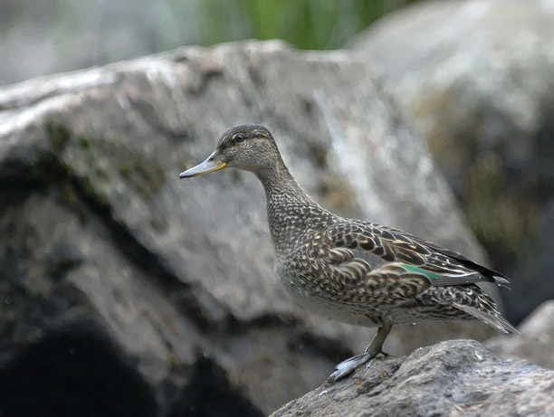 Tavi, Common Teal, Anas crecca